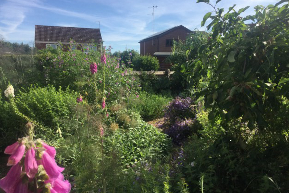Sprachspinat.de | Permakultur-Gartenprojekt Wivenhoe - ein insektenfreundlicher Waldgarten mit Obstbäumchen, Obsträuchern, Kräutern, Gemüse und essbaren Blüten