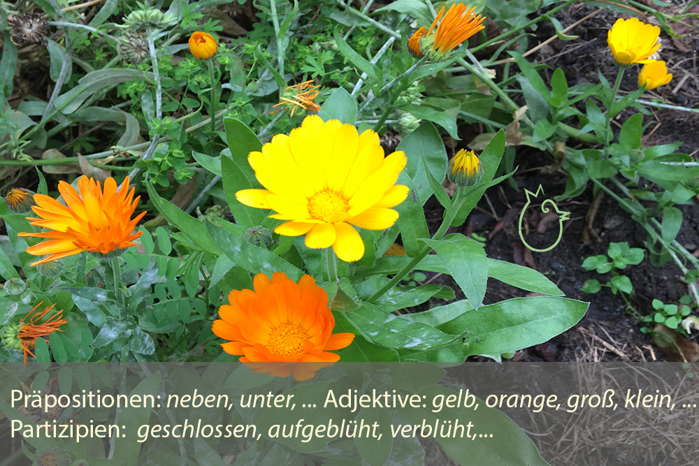 Bild mit Sprachspielanregungen. Das Sprachspinat-Eierhuhn auf der Suche nach einem Platz zwischen den Calendulablüten regt an zum Gebrauch von Präpositionen (neben, unter, ...), Adjektiven (gelb, orange, groß, klein, ...) und Partizipien (geschlossen, aufgeblüht, verblüht,...).