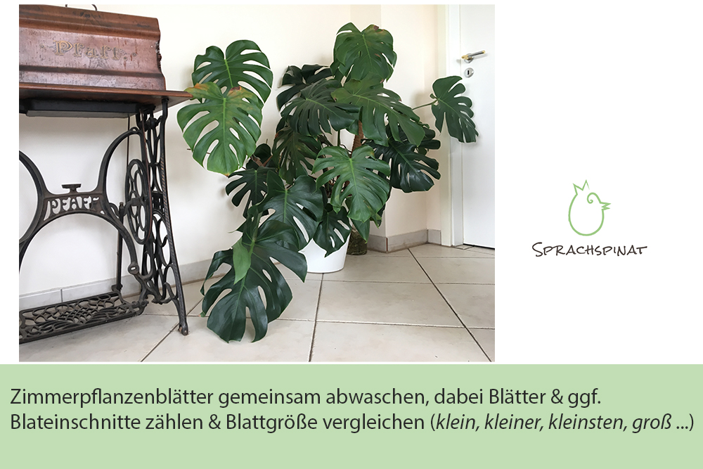 Monstera Deliciosa - Warten darauf, dass diese Pflanze nicht nur immer "monströser" wird, sondern auch essbare Früchte trägt