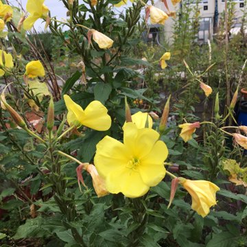 Nachtkerzen im Nahrung für Menschen und Insekten: Kölner Gemeinschaftsgarten "Neuland"