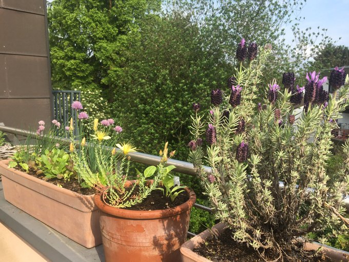 Johanniskraut, Lavendel und Schnittlauch auf einem Kölner Balkon