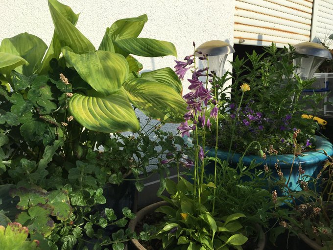 Urban Gardening auf dem "essbaren Balkon": Kräuter und Funkien mit essbaren Blättern und attraktiven Blüten für Insekten