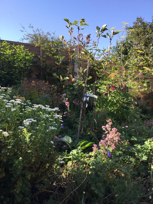 Ein insektenfreundlicher Waldgarten mit Obstbäumen, Beerensträuchern, Gemüse und Kräutern