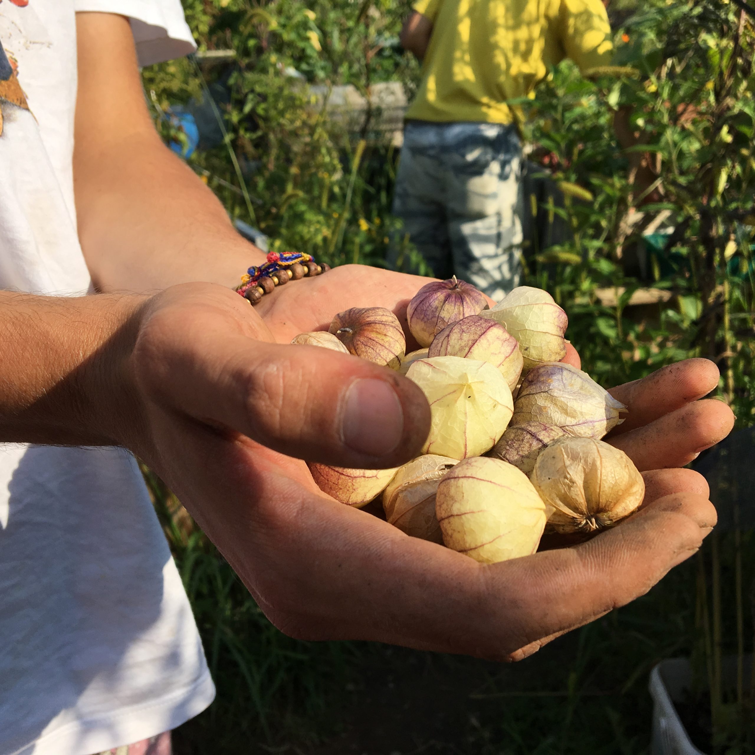 Ernte im Gemeinschaftsgarten "Neuland" in Köln