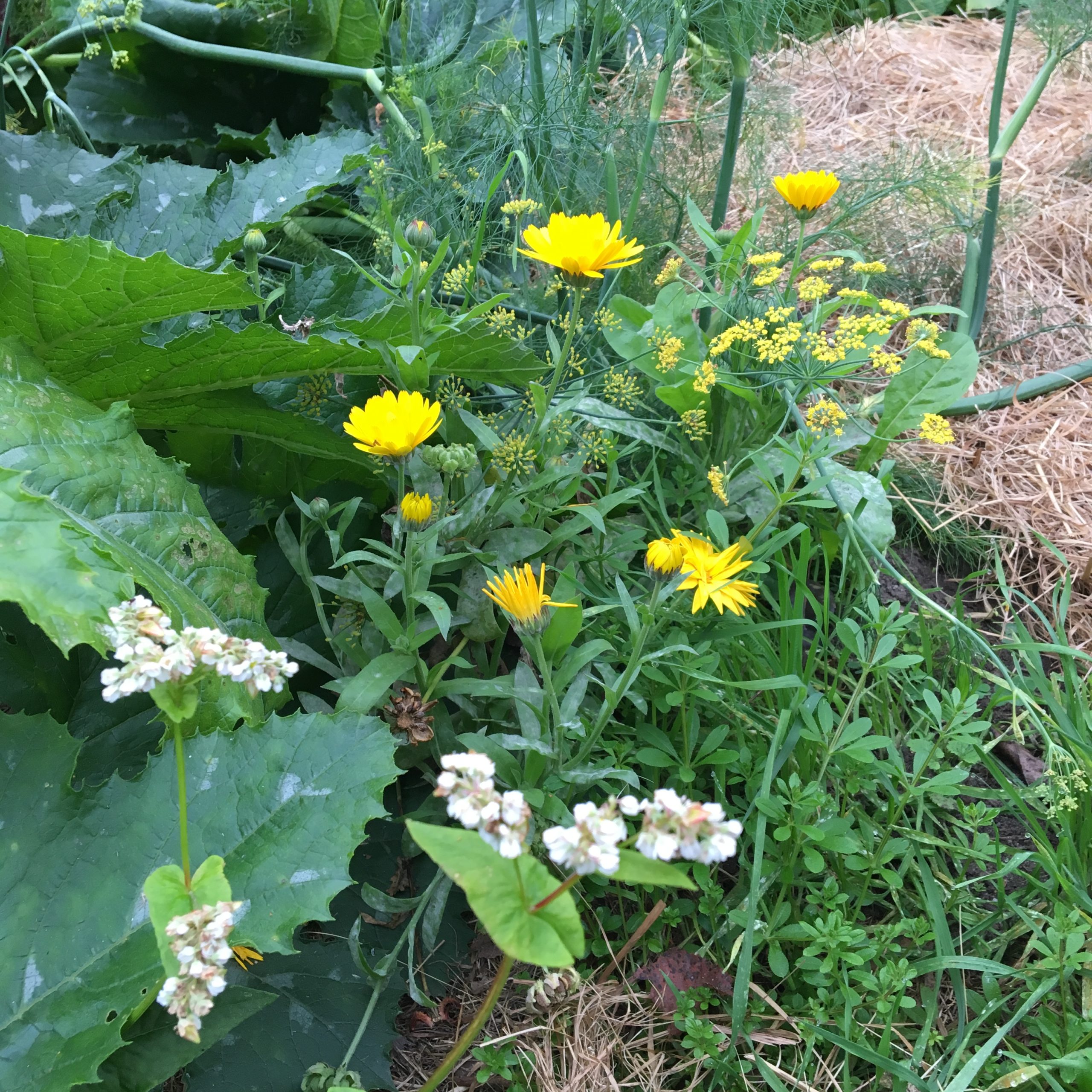 Mischkultur im Permakulturgarten - Ringelblumen, Buchweizen, Kürbis, Labkraut