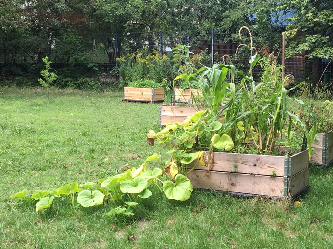 Milpa mit Mais, Bohnen und rankfreudigem Kürbis im Berliner Prinzessinnengarten