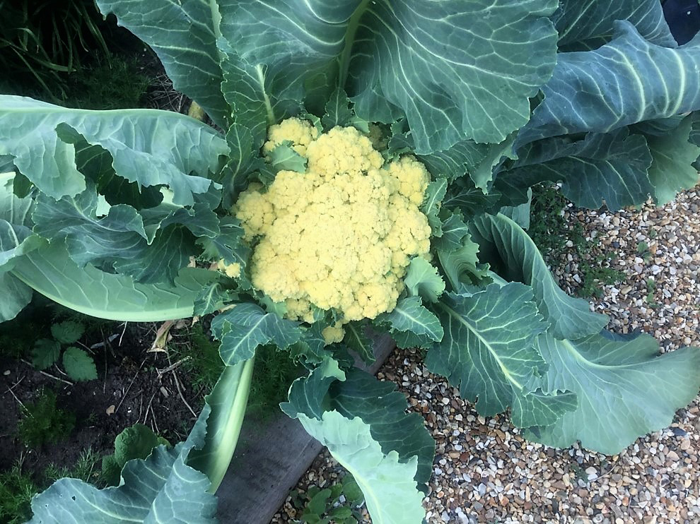 Mehrjähriger Blumenkohl - eine ideale Pflanze für den Permakulturgarten ohne Umgraben