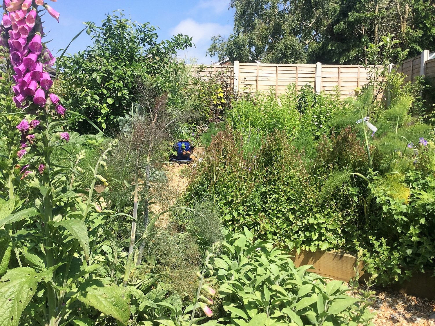 Permakultur-Waldgarten als Hausgarten mit Obstbäumchen, Beernsträuchern, Blatt- und Wurzelgemüsen, Erdbeeren und Kräutern