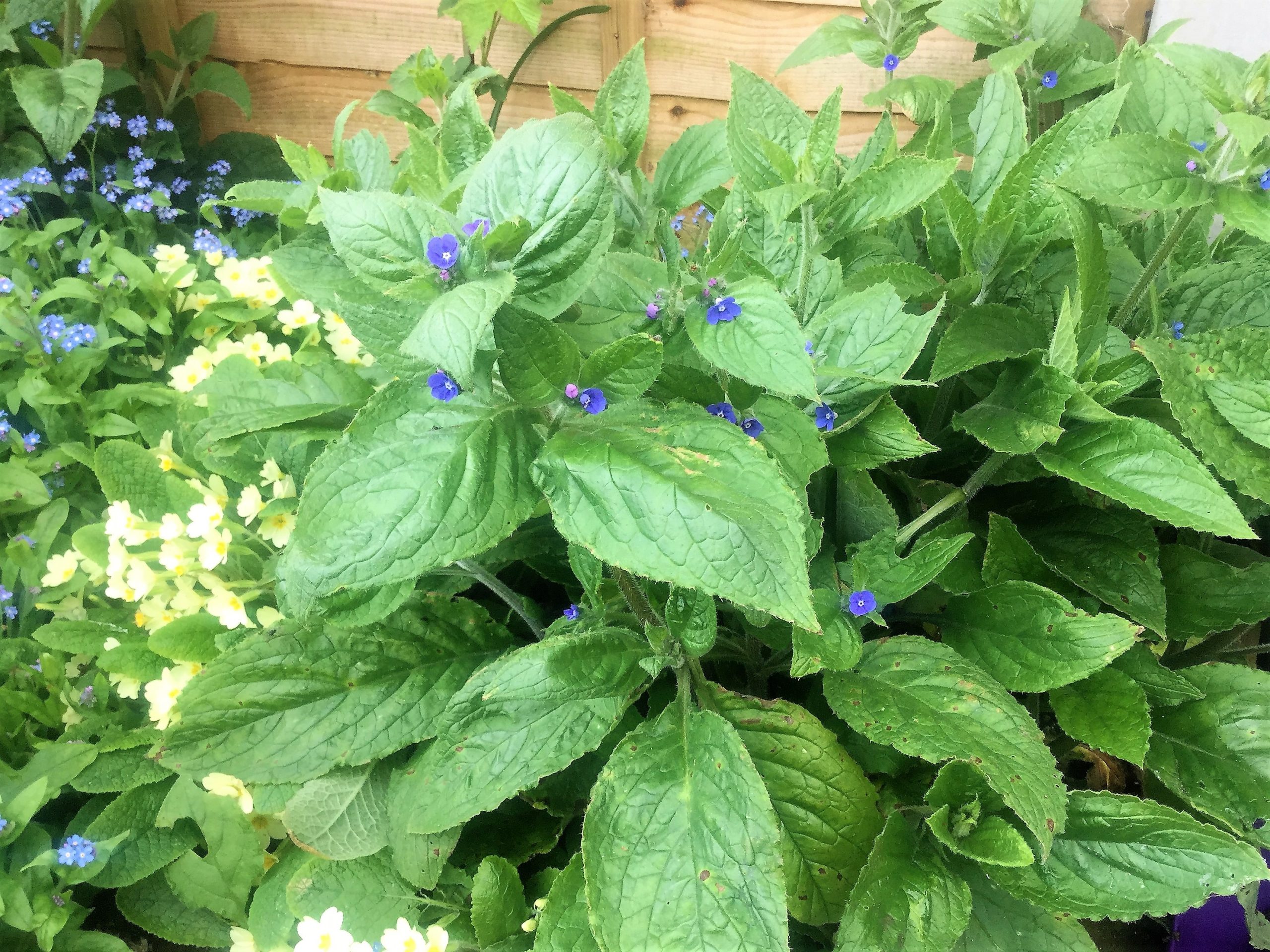 Insektenfreundliche Bodendeckermischkultur im Permakulturgarten: Vergissmeinnicht mit essbaren Blüten, Primeln für Medizin, und Akanet zum Färben