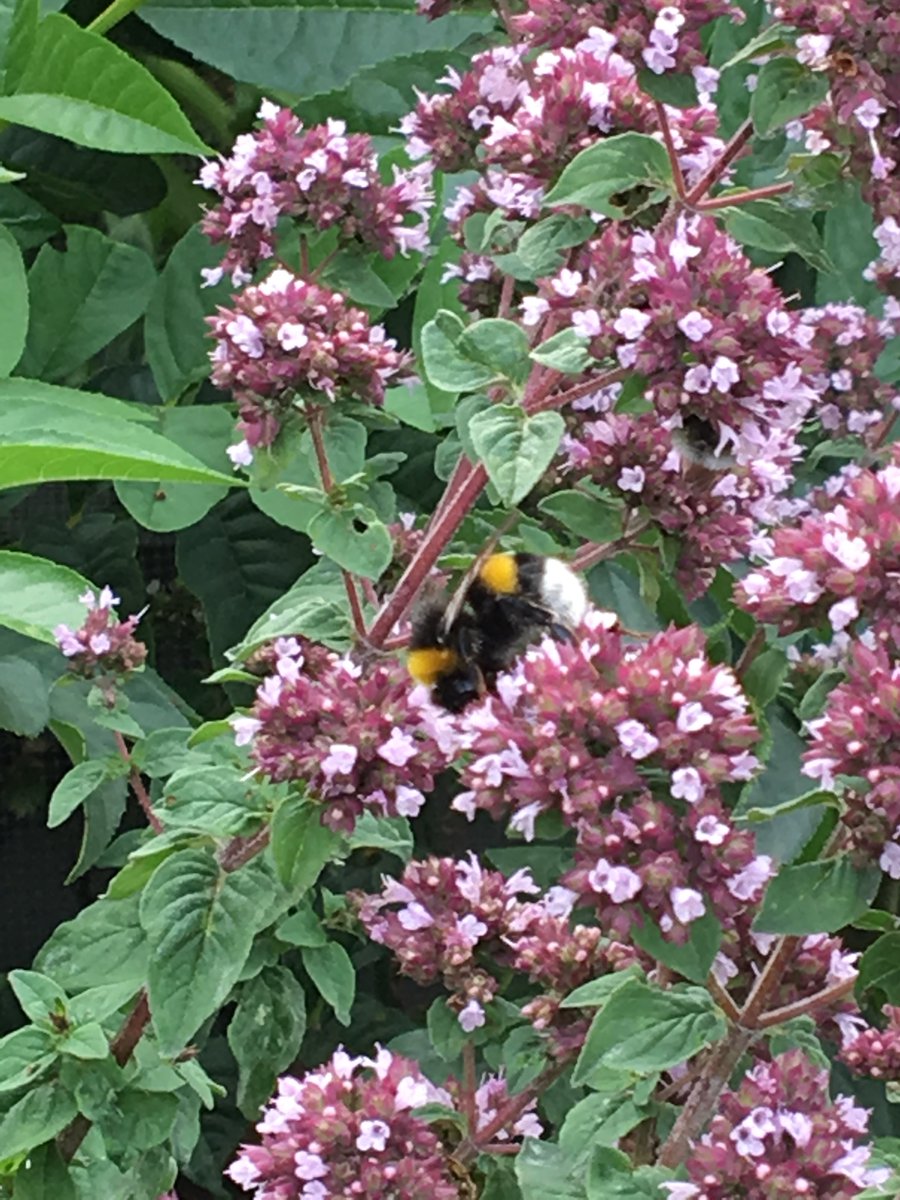 Kräuter für Menschen und Bienen in der "essbaren Stadt" Köln - Dost im Kölner "Neuland"-Gemeinschaftsgarten