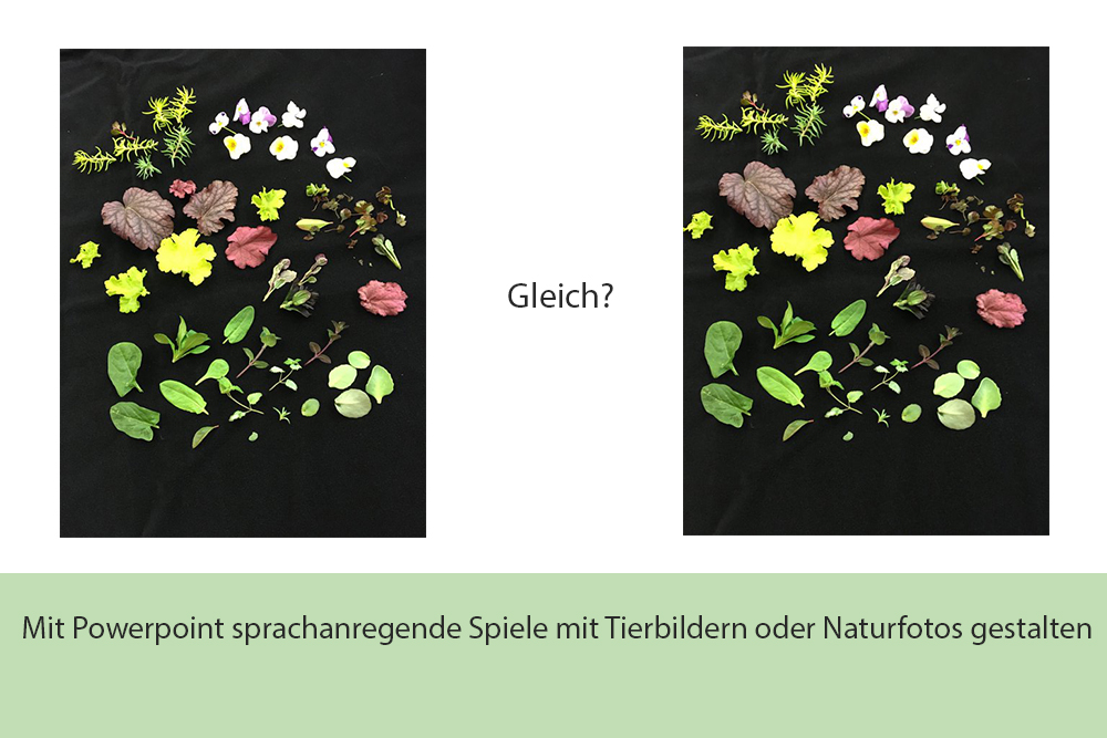 Mit Powerpoint sprachanregende Spiele mit Tierbildern oder Naturfotos gestalten