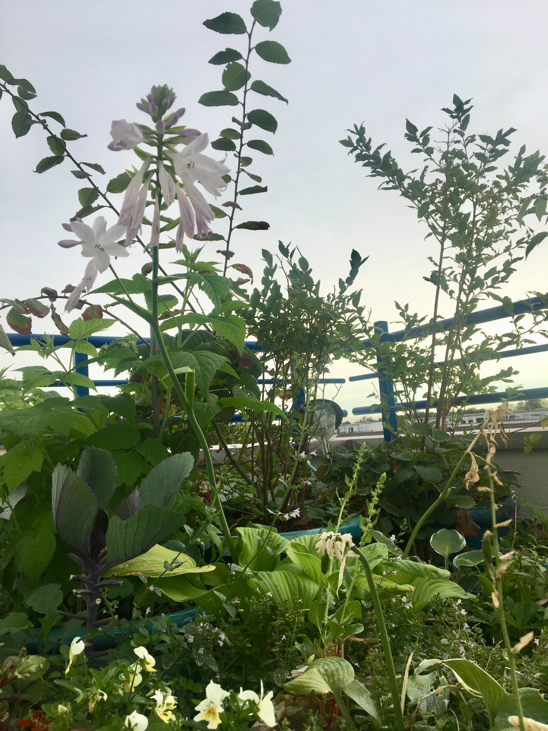 Essbares für Mensch und Tier auf einem Kölner Balkon: Funkie (essbare Blätter und insektenfreundliche Blüten), Hornveilchen (essbare Blätter und Blüten) Heidelbeeren, Erdbeeren und Kohlrabi