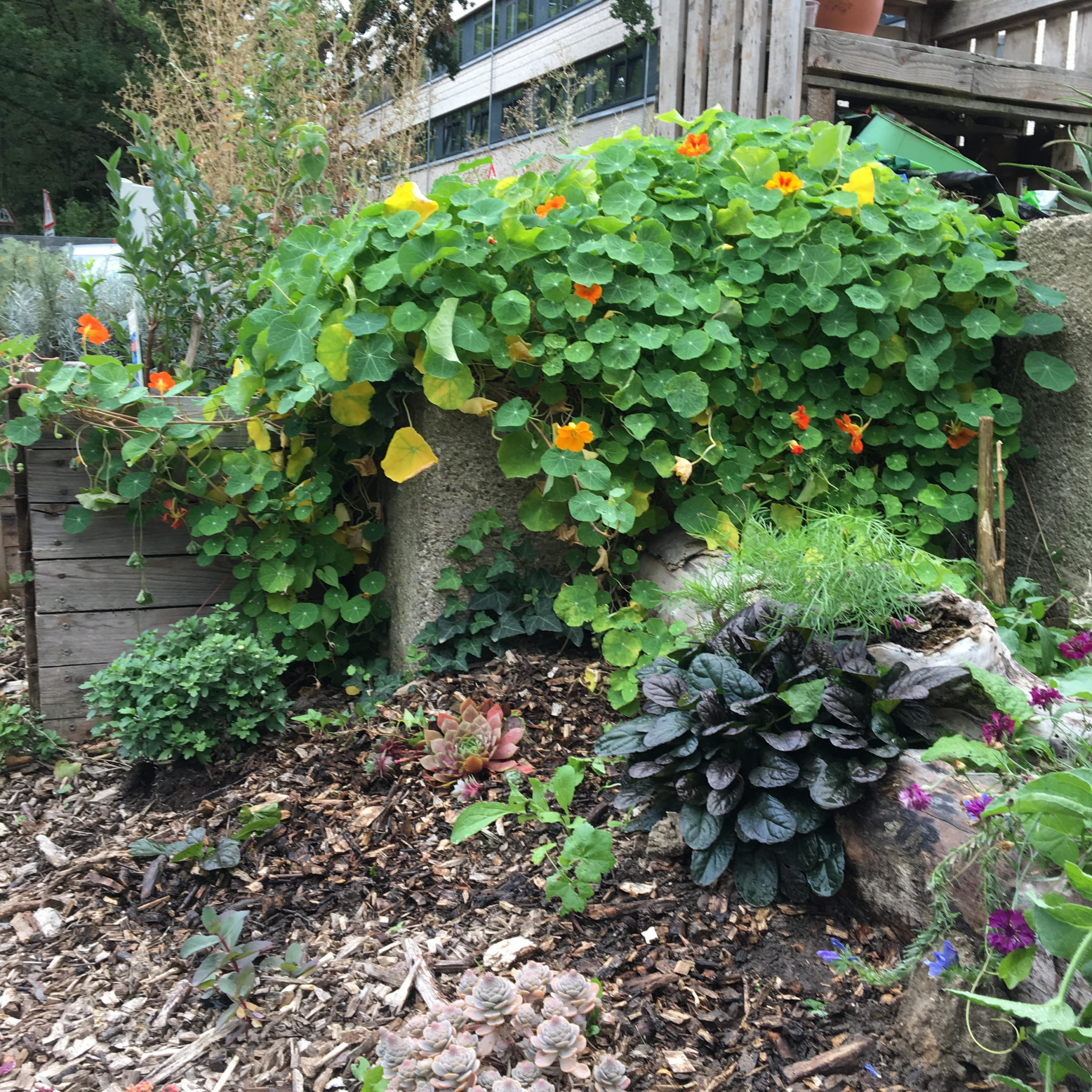 Jugendzentrum Köln Weiden: im Hochbeet Heidelbeeren und insektenfreundliche Kapuzinerkresse mit essbaren Blättern und Blüten, davor Chrysanthemen für Tee, und für die Insekten frisch gepflanzte Bodendecker: Sedum und Ajuga/Günsel