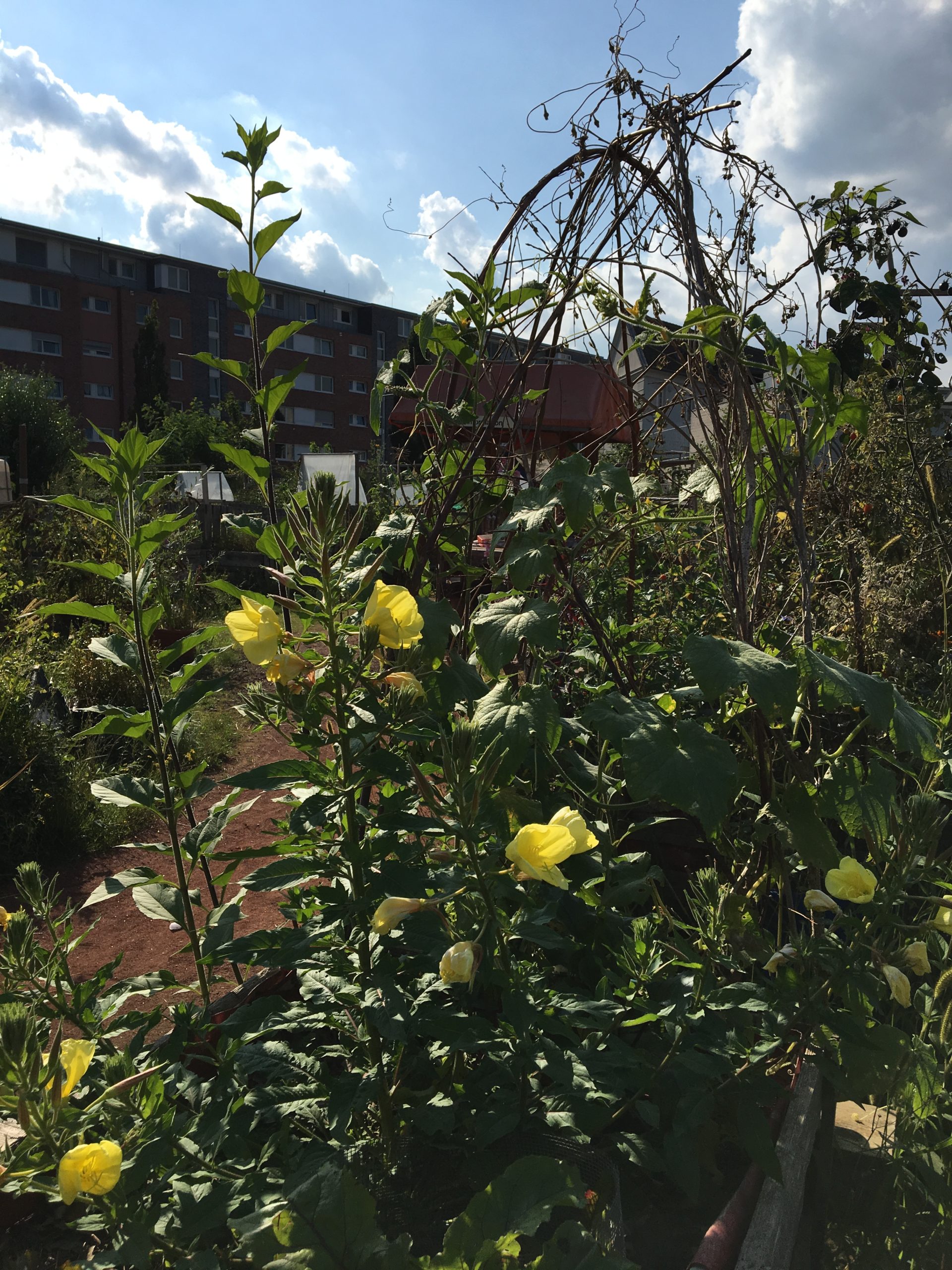 Nachtkerzen und Rankhilfen im Kölner Neuland Gemeinschaftsgarten