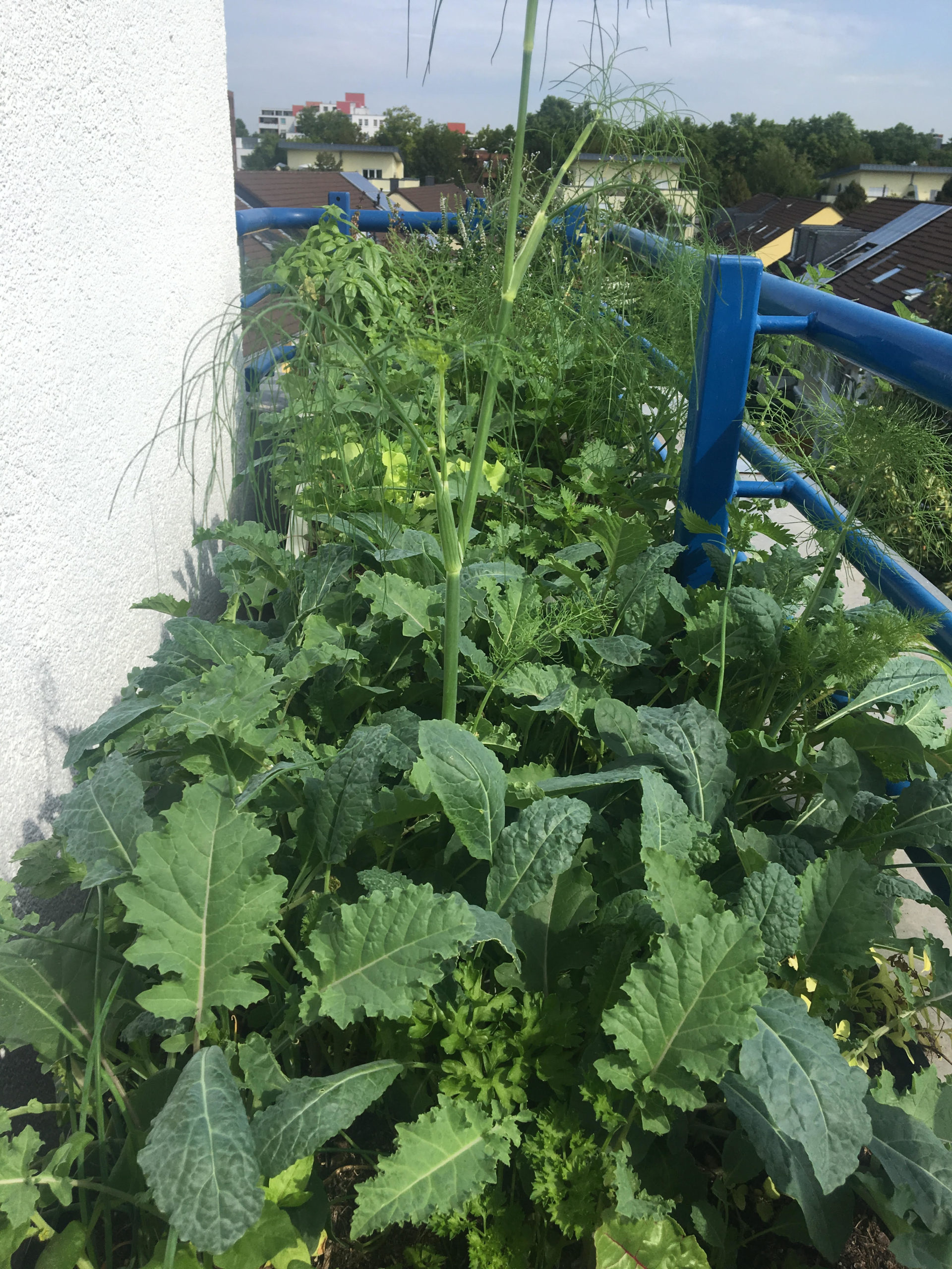 Pflanzkisten mit eingebautem Wurmturm für die Düngung und Pflückkohl, Fenchel, Schnittlauch, Basilikum, ...