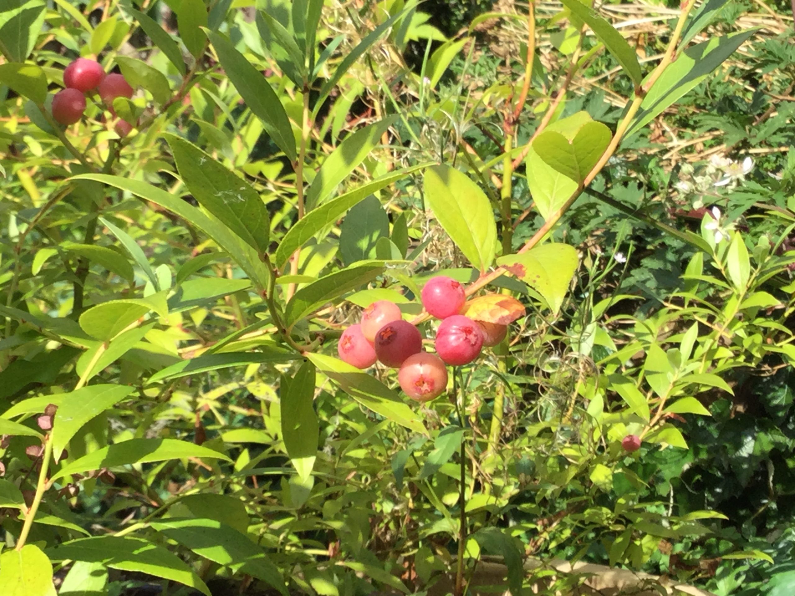 Pinkberry - Vaccinium corymbosum 'Pink Lemonade'