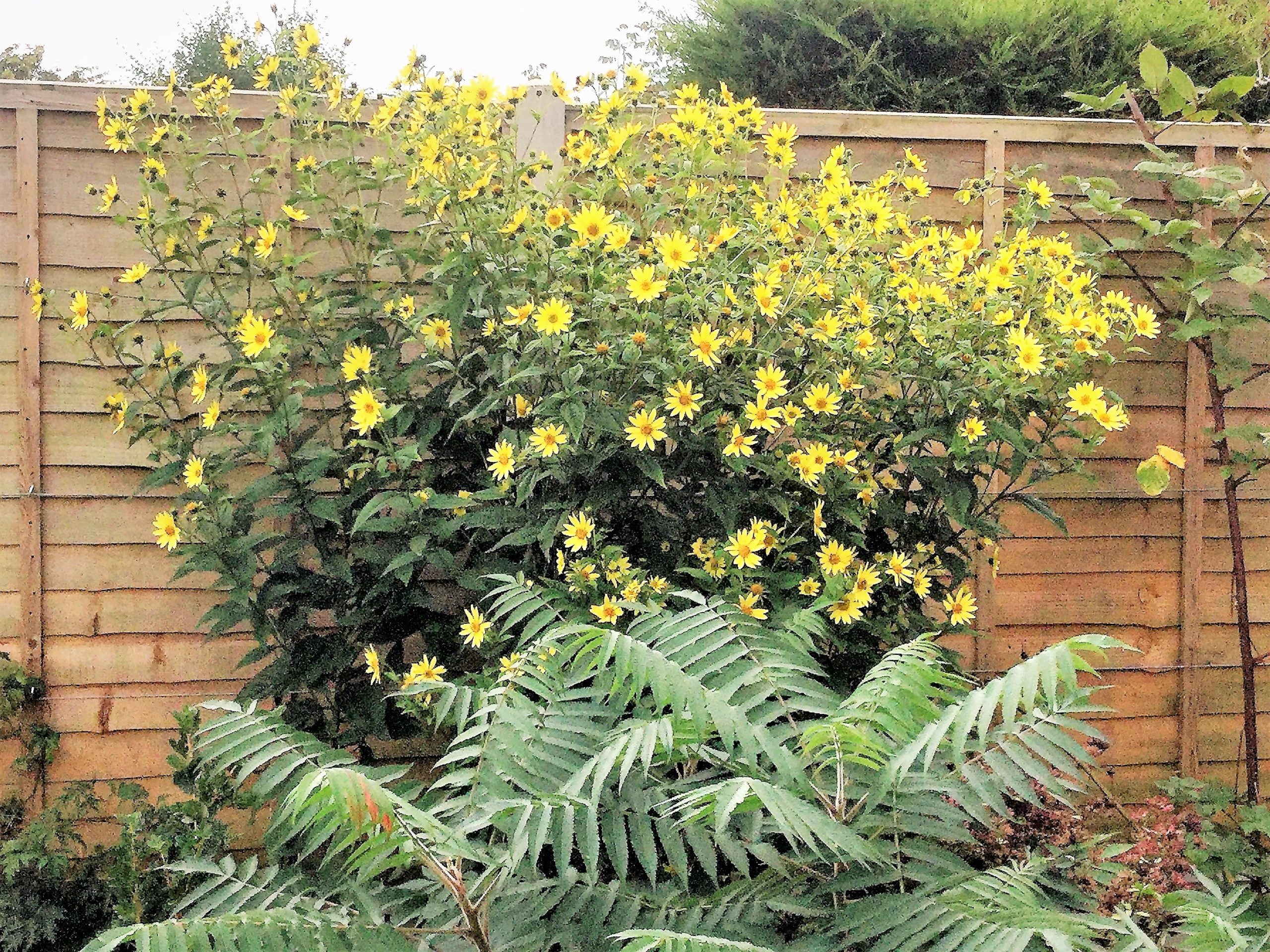 Stauden-Sonnenblume - Helianthus Microcephalus-Hybride 'Lemon Queen'