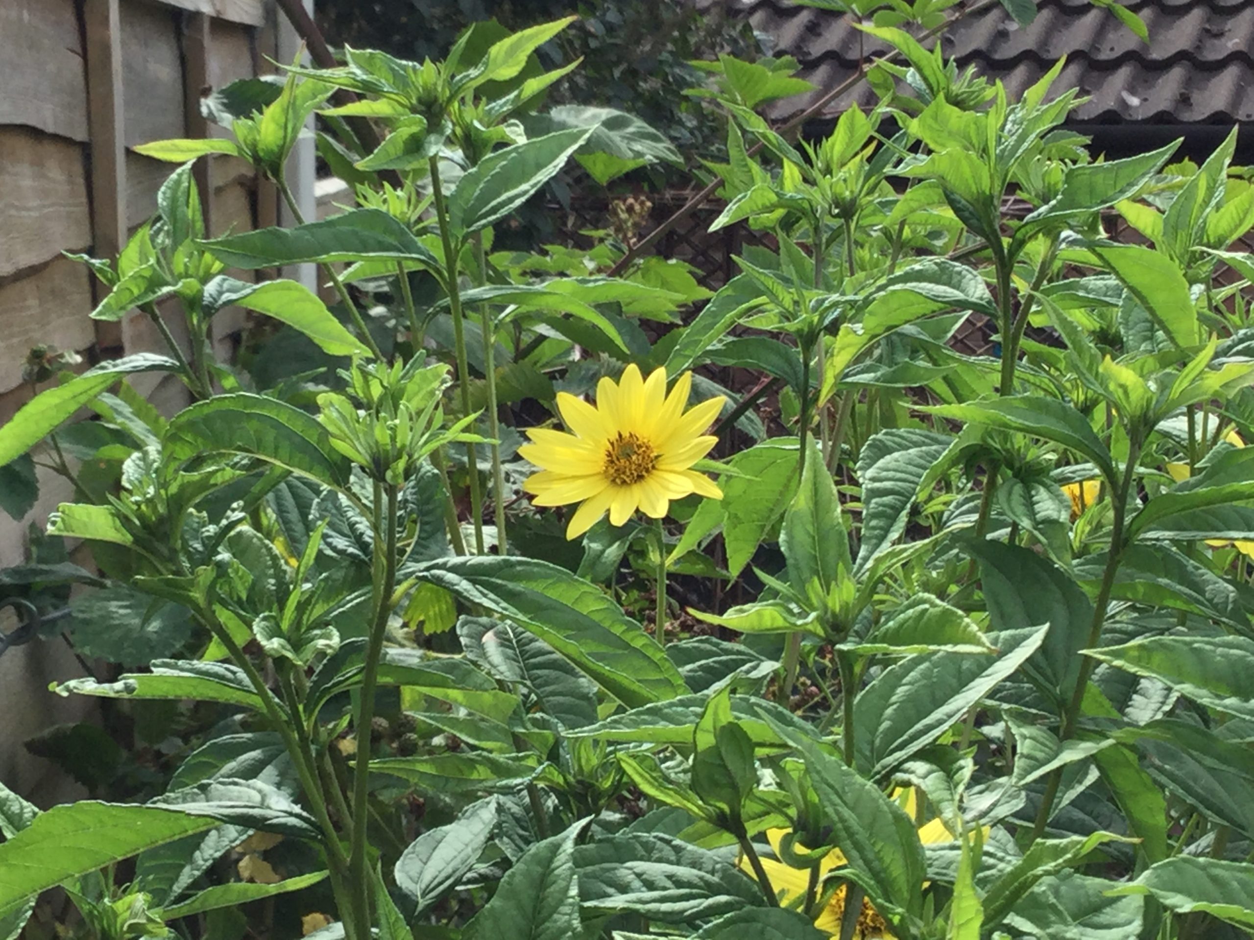 Stauden-Sonnenblume - Helianthus Microcephalus-Hybride 'Lemon Queen' Detailansicht