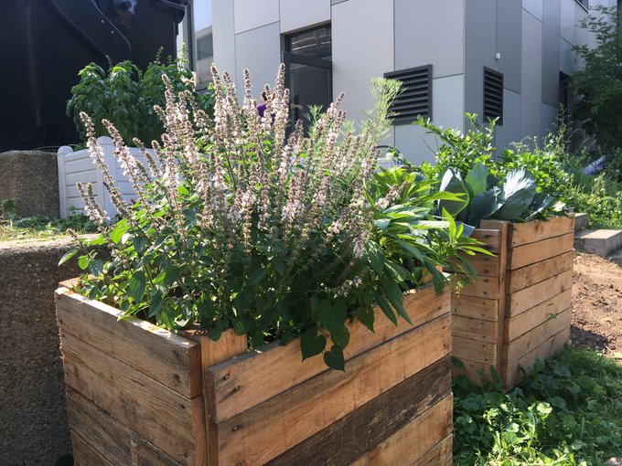 Strauchbasilikum im Gartenprojekt am Jugendzentrum in Köln Weiden