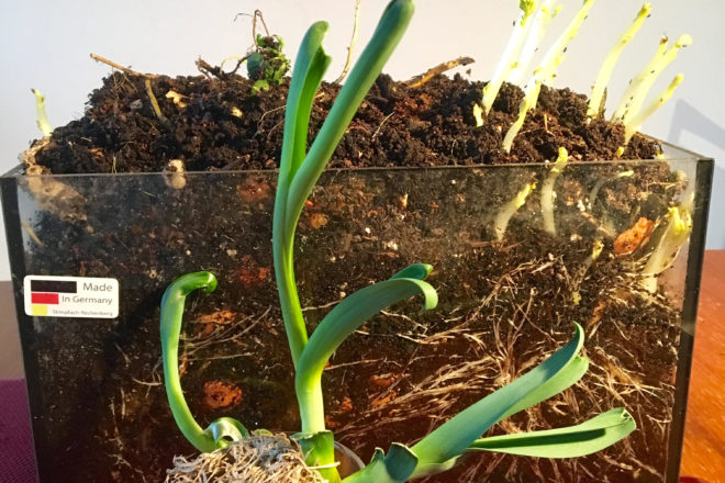 Wurmkompost-Experiment mit keimenden Kartoffeln, nachgezogenen Lauchwurzeln (Regrow) und "kompostierbarer" Verpackung (Rot)