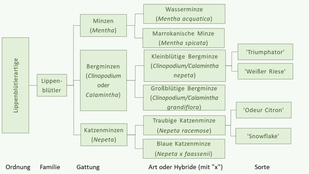 Pflanzennamen mit "Minze" und die botanische Klassifikation