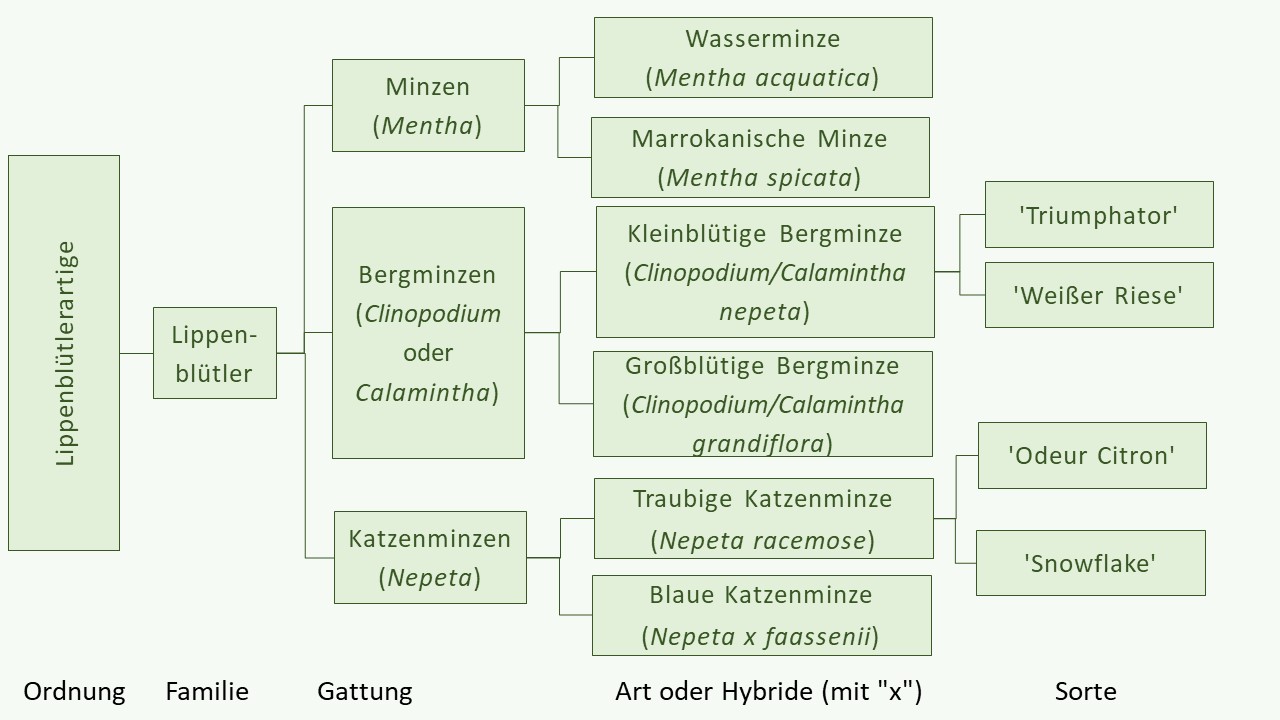 Pflanzennamen mit "Minze" und die botanische Klassifikation