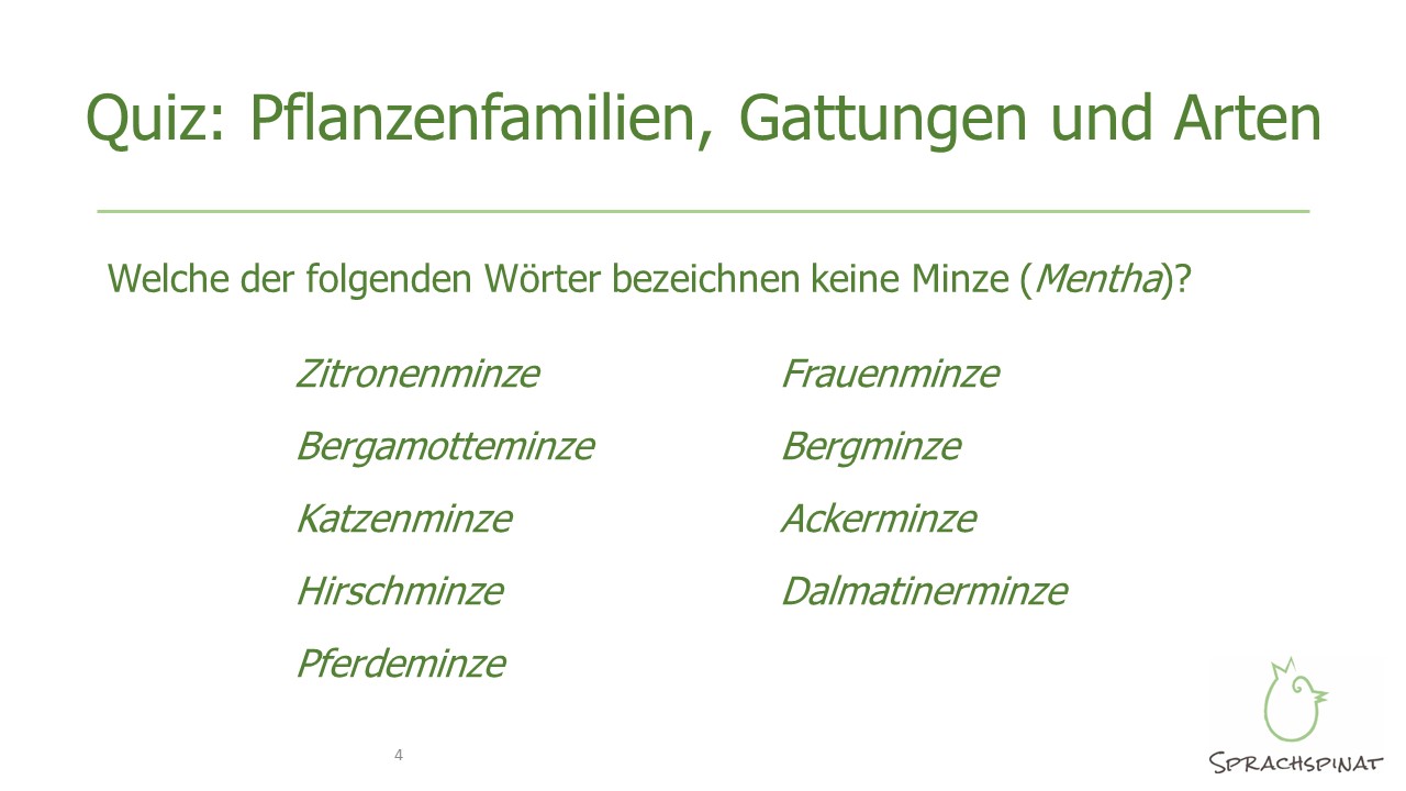 Minze-Quiz zur botanischen Taxonomie