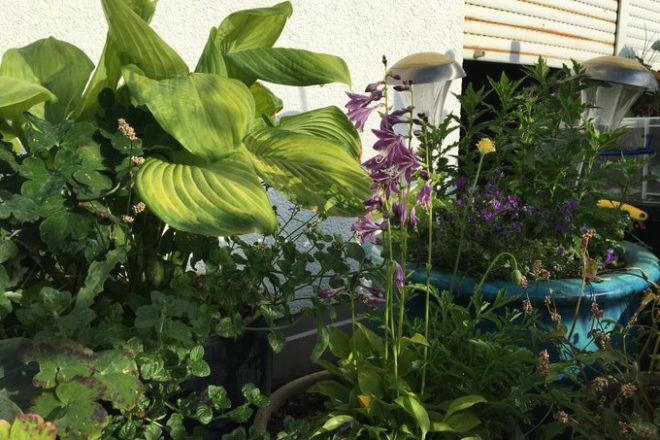 Funkienvielfalt - mit essbaren Blättern und insektenfreundlichen Blüten