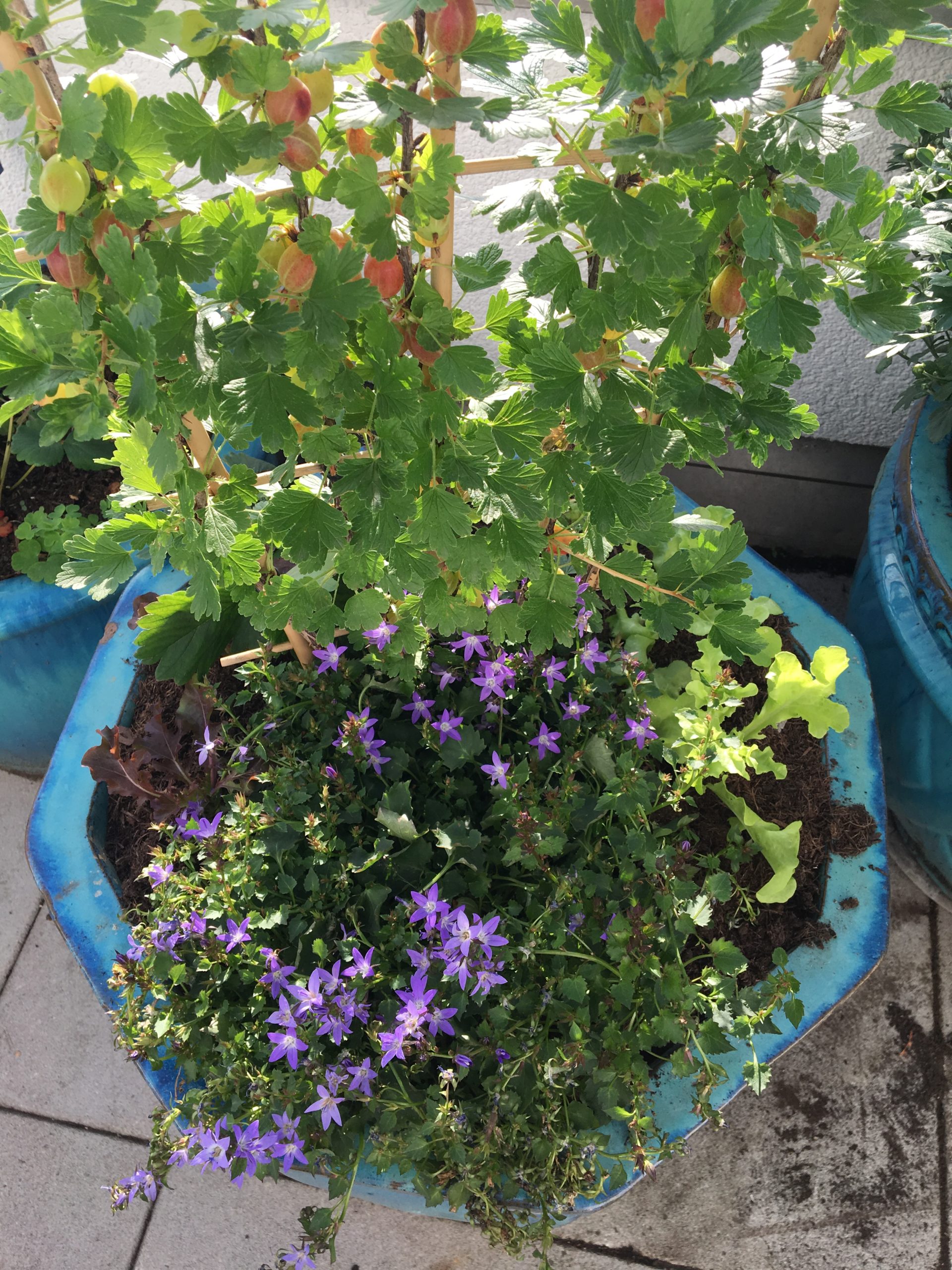 Glockenblumen und Stachelbeeren auf dem Balkon