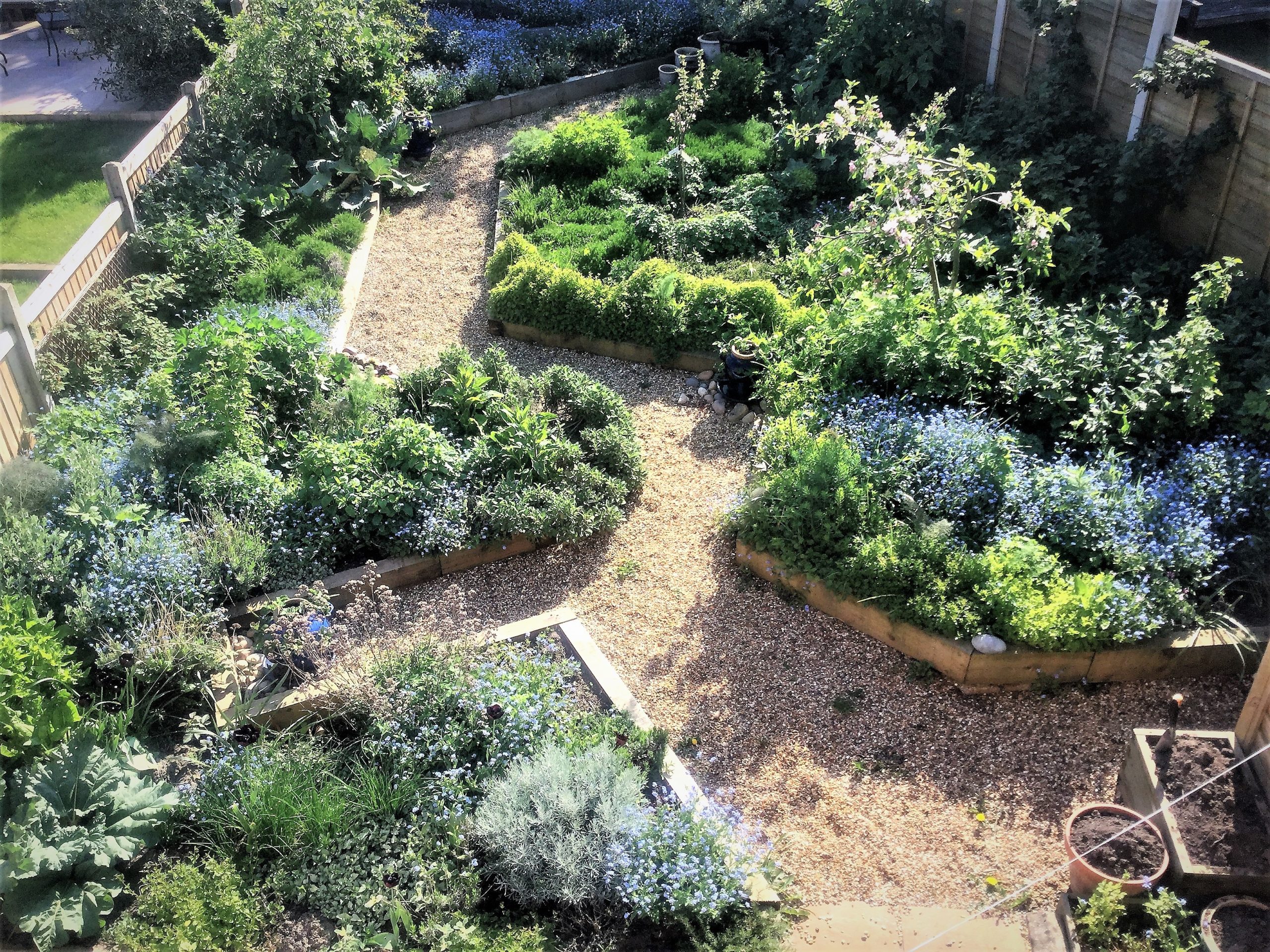 Vergissmeinnicht als insektenfreundlicherLückenüller und Strukturelement im Frühjahrsgarten