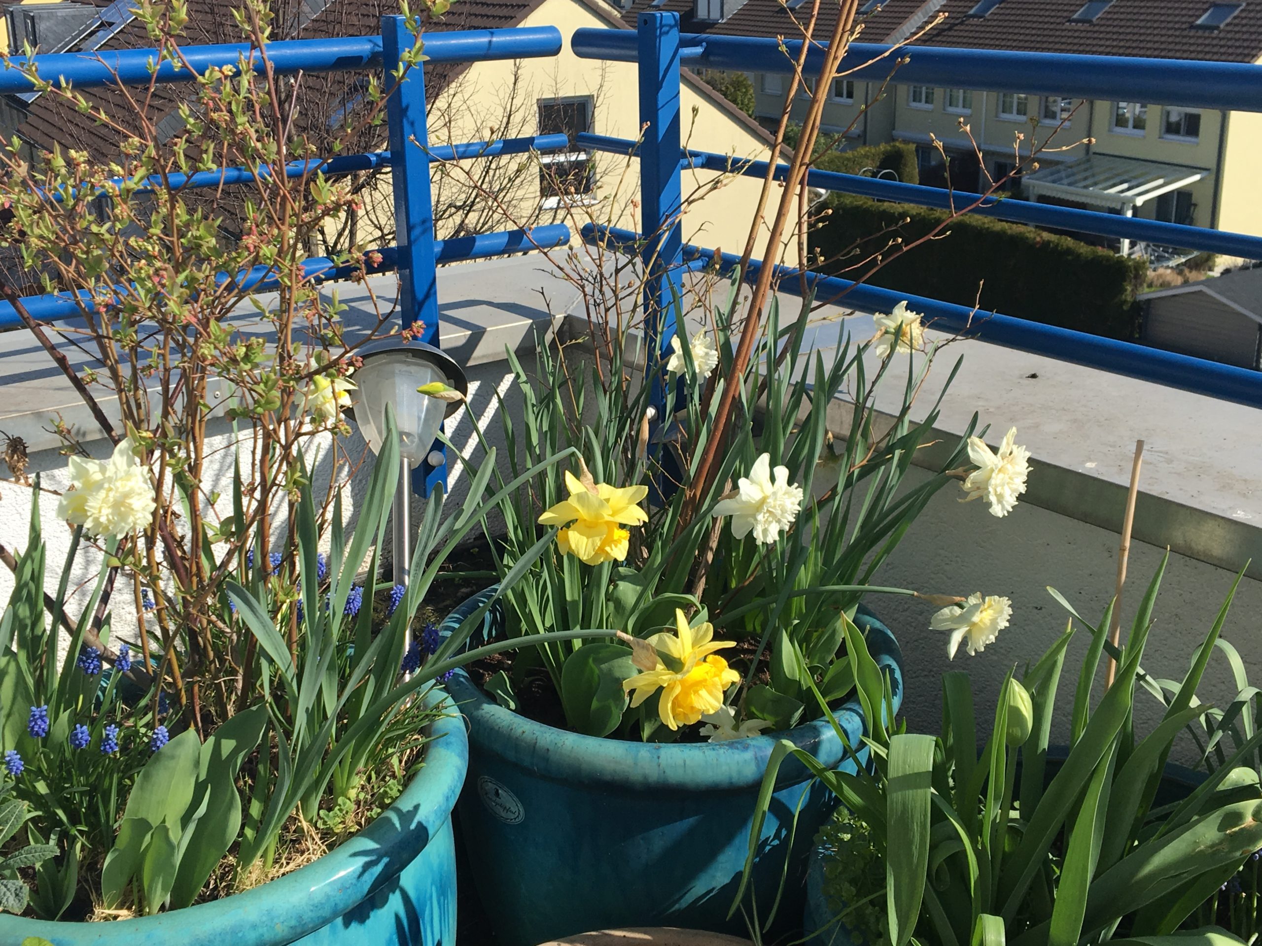 Osterglocken auf dem Balkon