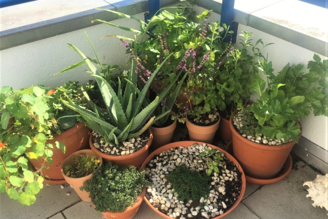 Kräutergarten auf dem Balkon