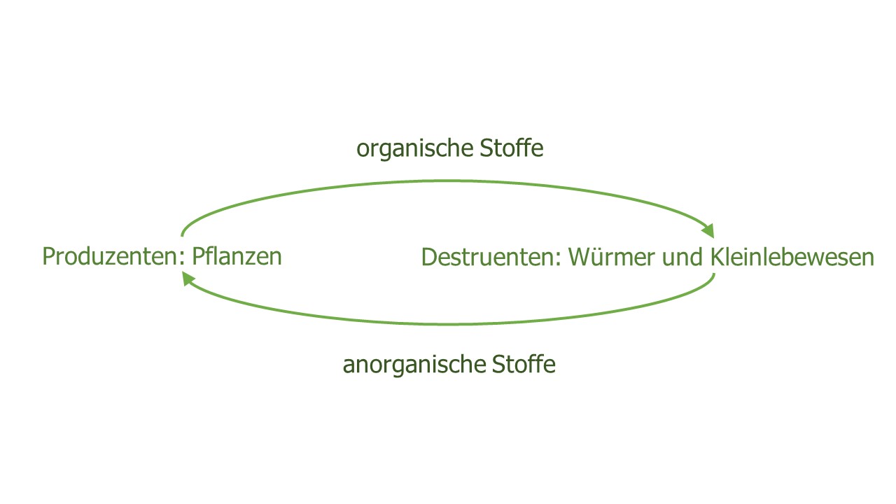 Der Material-Kreislauf in der WuPf-Wurm-Pflanzen-Kiste 