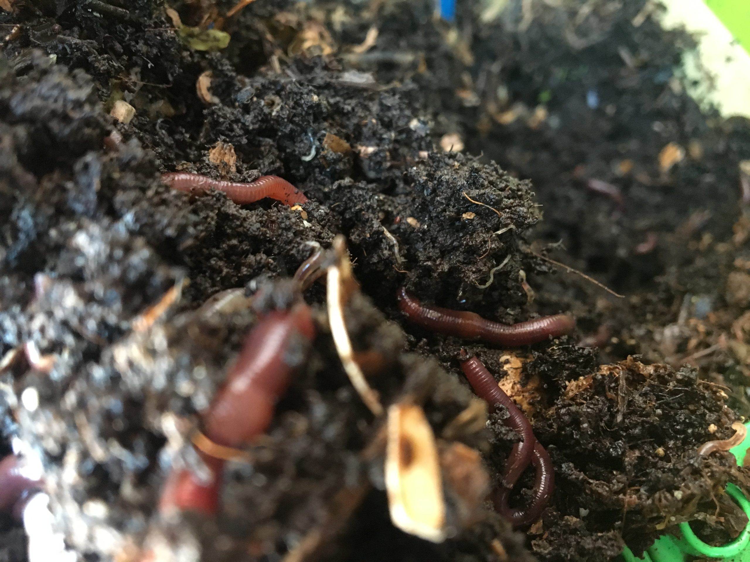Kompostwürmer in der WuPf-Wurm-Pflanzen-Kiste