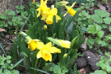 Osterglocken im Gemeinschaftsgarten