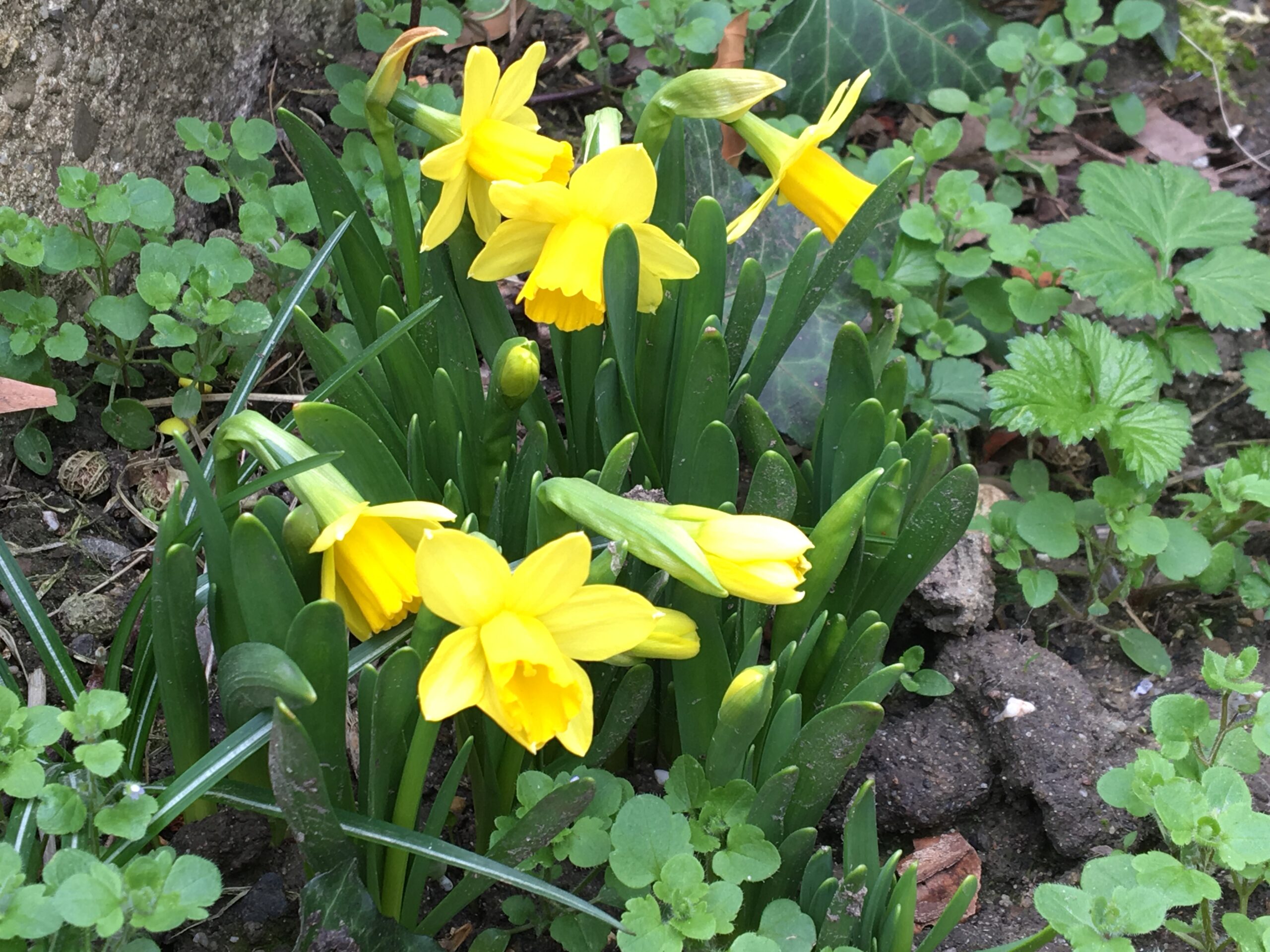 Osterglocken im Gemeinschaftsgarten