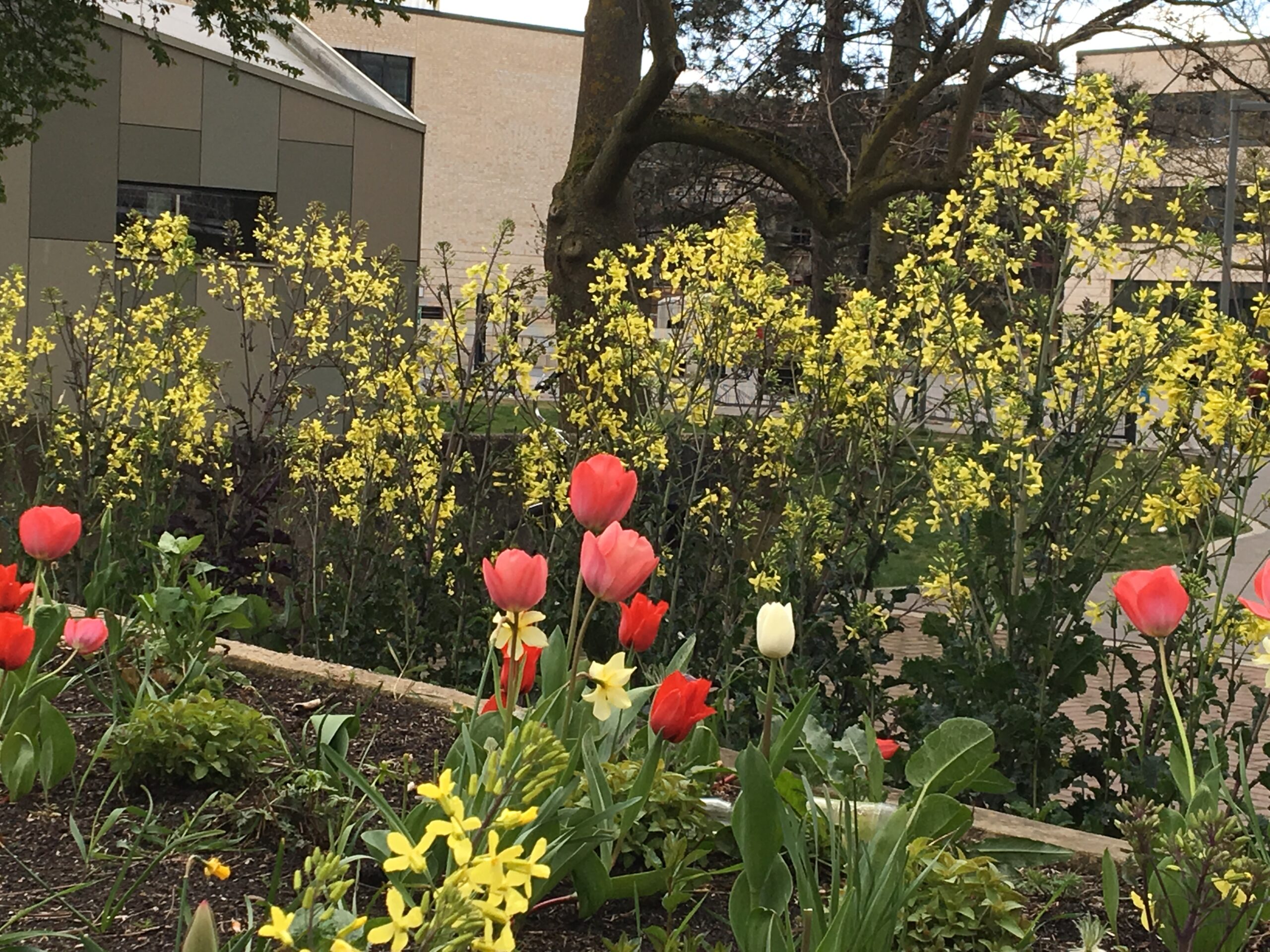 Attraktiv genug für den Ziergarten: Gelb-blühender Palmkohl zwischen Tulpen und Narzissen