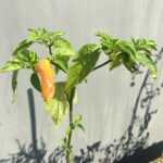 Chili-Sorten mit verschiedenen Blatt- und Fruchtfarben