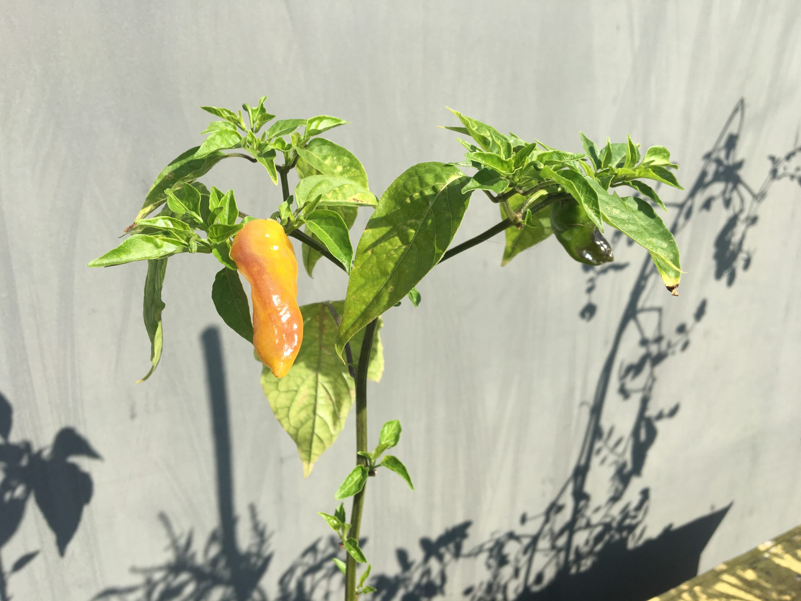 Chili-Sorten mit verschiedenen Blatt- und Fruchtfarben