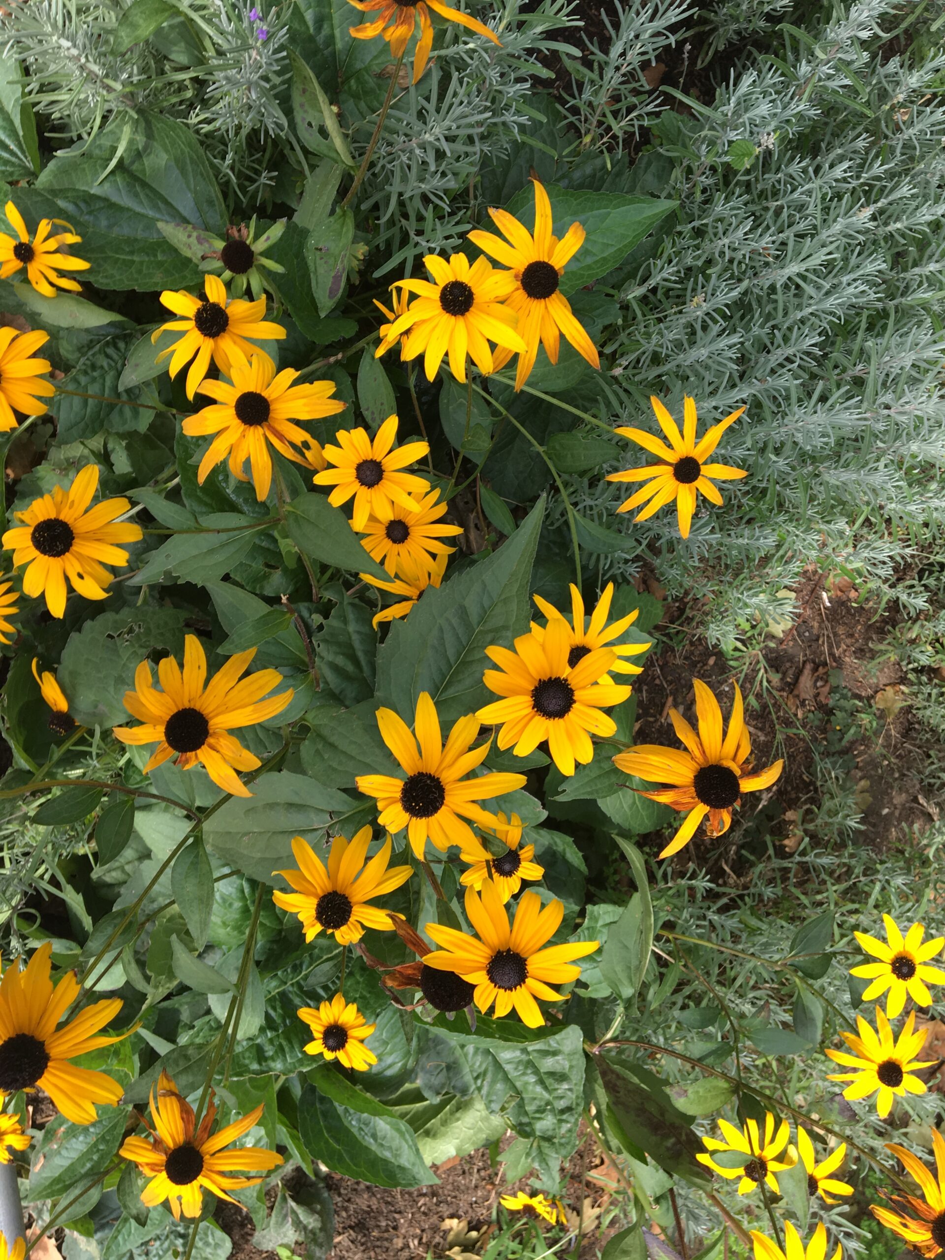 Gerette Pflanzen: Rudbeckien und Lavendel