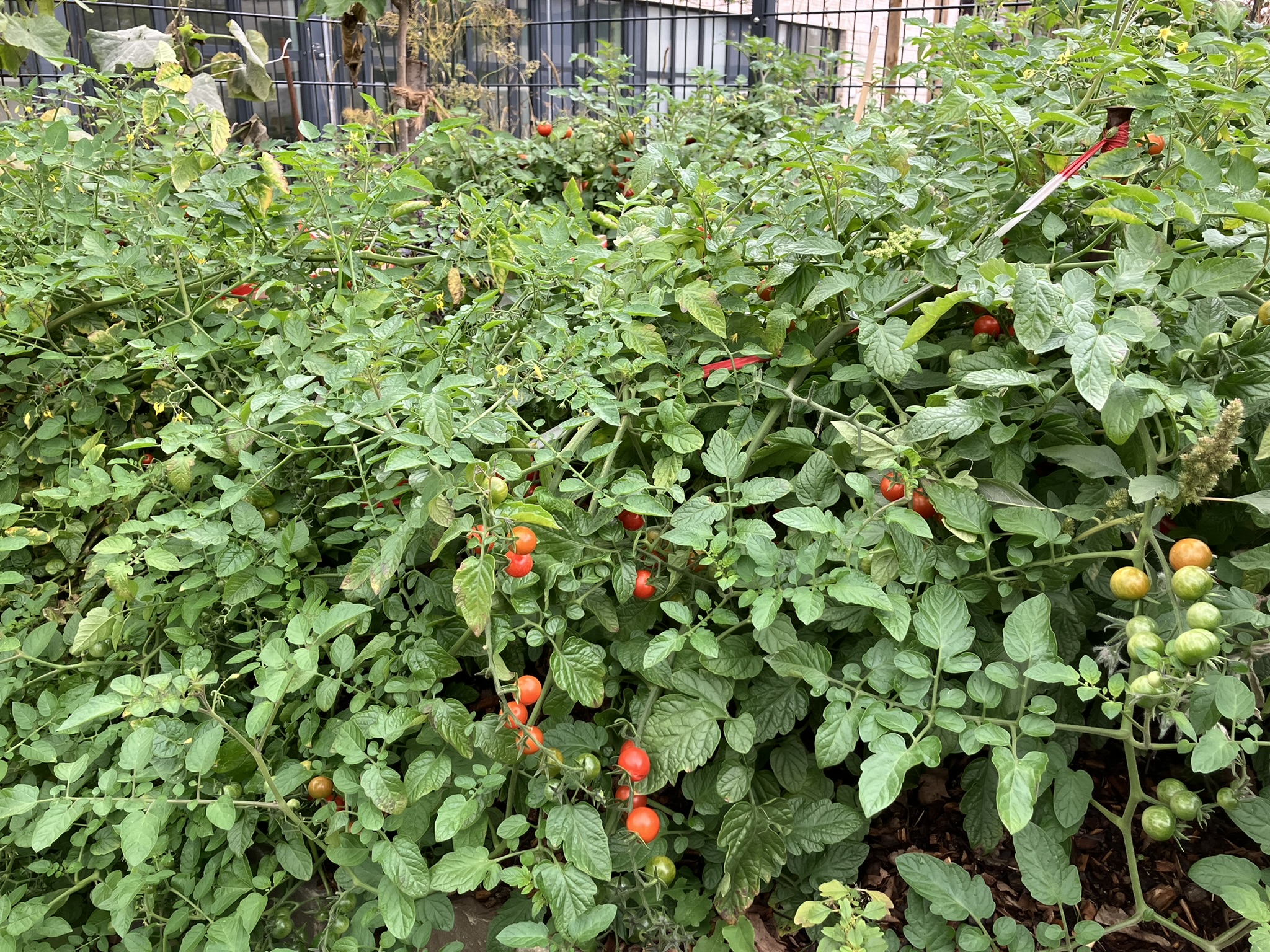 Freilandtomaten am terrassierten Hang der Gartenwerkstatt am Hang des Jugendzentrums Weiden