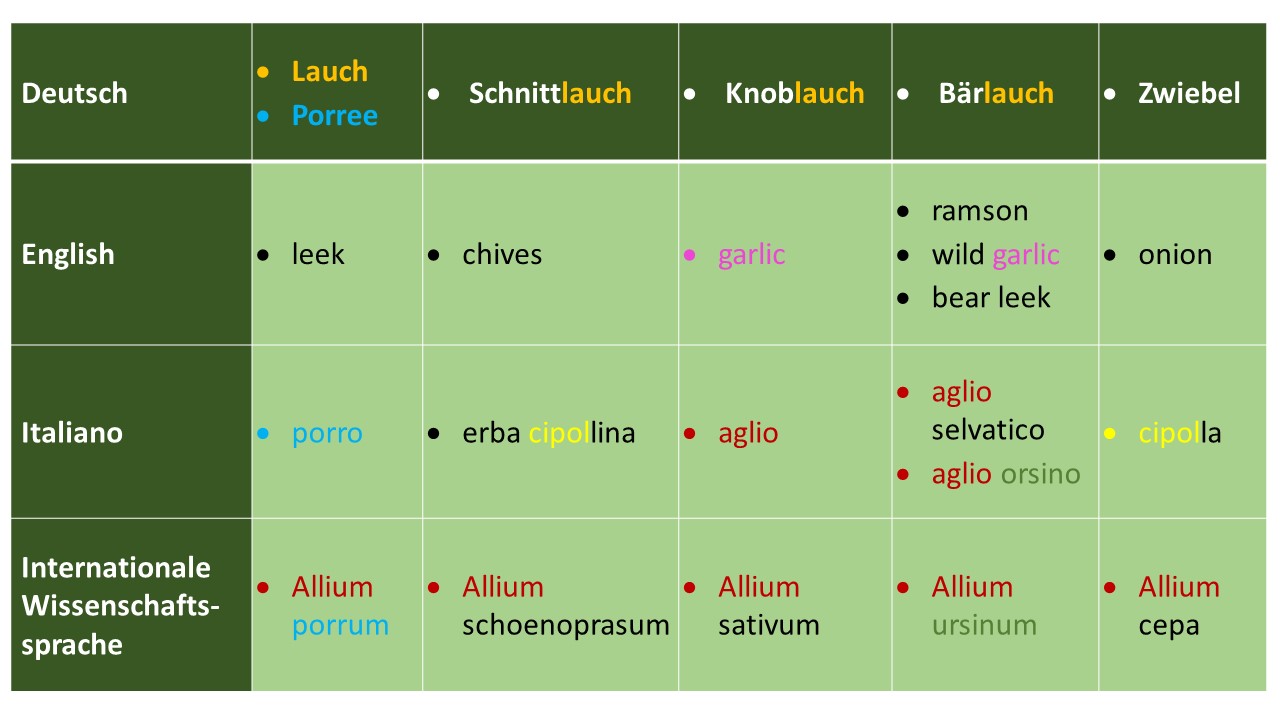 Wissenschaftliche Namen für bekannte Pflanzen aus der Gattung Lauch (Allium) und ihre Entsprechungen im Deutschen, Englischen und Italienischen