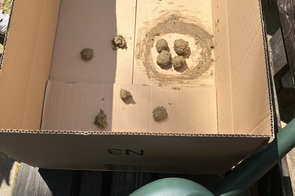 Seed-Bomb-Station beim BNE-Aktionstag im Kölner ZfL-Garten