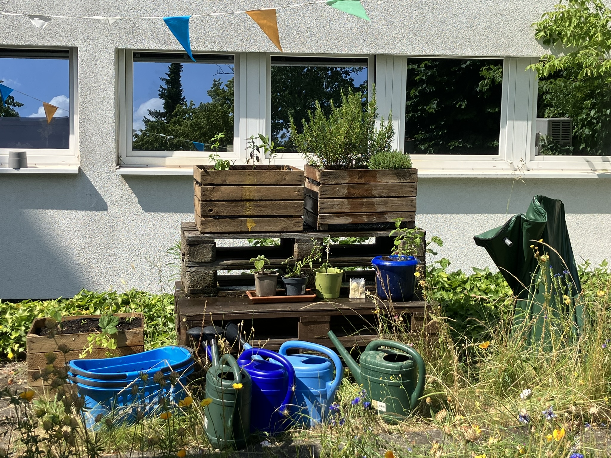 ZfL-Kräuterkisten und blauer Topf mit Wasserminze,