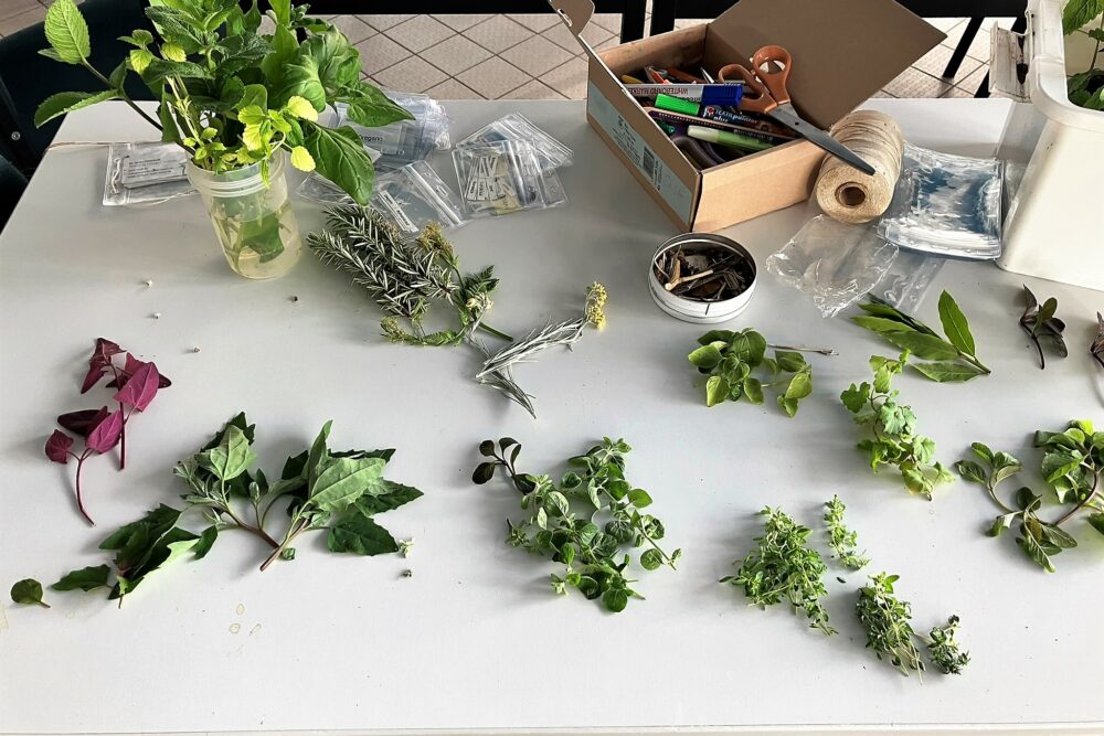 Kräuter und wiederverwendbare ID-Halter statt laminierte Kärtchen für Kräuterketten, kräuterverzierte Namenschildchen, Memory, Domino und viele Kärtchenspiele