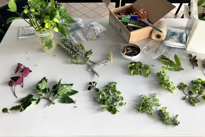 Kräuter und wiederverwendbare ID-Halter statt laminierte Kärtchen für Kräuterketten, kräuterverzierte Namenschildchen, Memory, Domino und viele Kärtchenspiele
