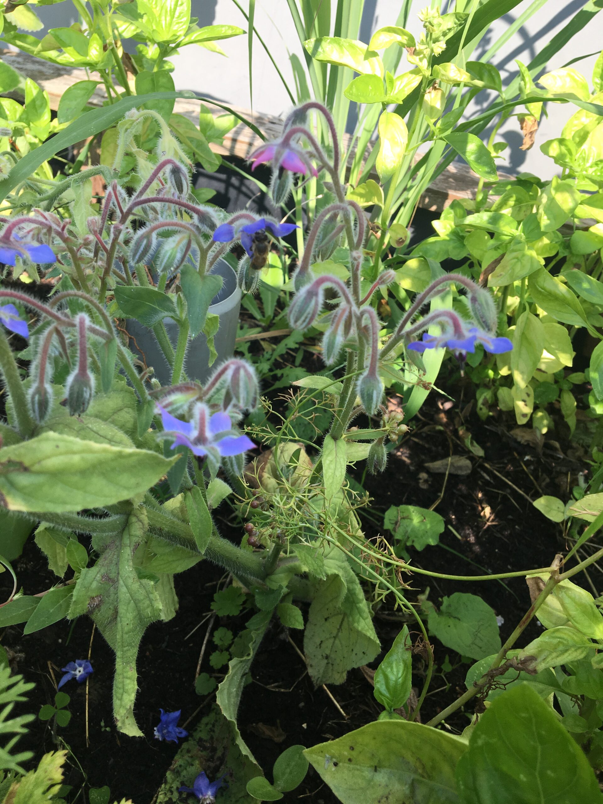 Kräuter für das Kochen mit Kindern: Borretsch (essbare Blüten), Zitronengras (lecker in Limo oder Tee), Zitronenbasilikum (Pesto). Diese Kräuter spielen auch eine Rolle im Sprachspinat-Garten-Konzept zur Verbindung von Sprachbildung, Naturbildung und Bildung für nachhaltige Entwicklung. Alle diese Pflanzen eignen sich auch für den Schulgarten oder für große Kräutertöpfe auf der Fensterbank. Der Borretsch ist aber noch besser draußen aufgehoben, denn er ist eine tolle Pflanze für Wildbienen und andere Insekten.