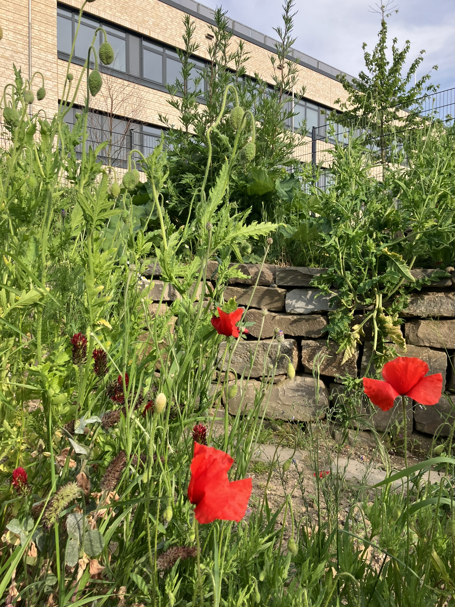 Ecke mit Mohn und Wildkräutern an der Naturtrockensteinmauer