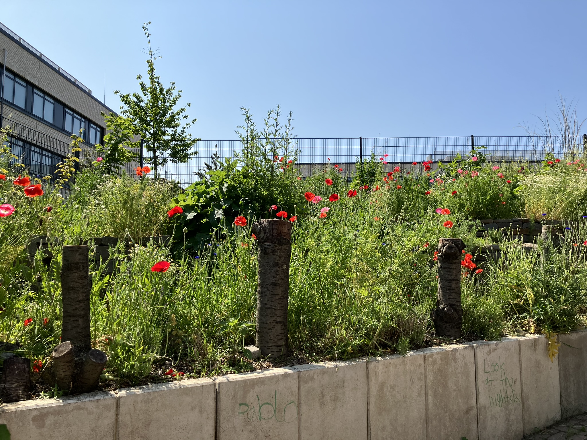 Terrassierter Hang zur Zeit der Wildblumenblüte (mit unten sichtbarer Betonbegrenzung des Geländes)