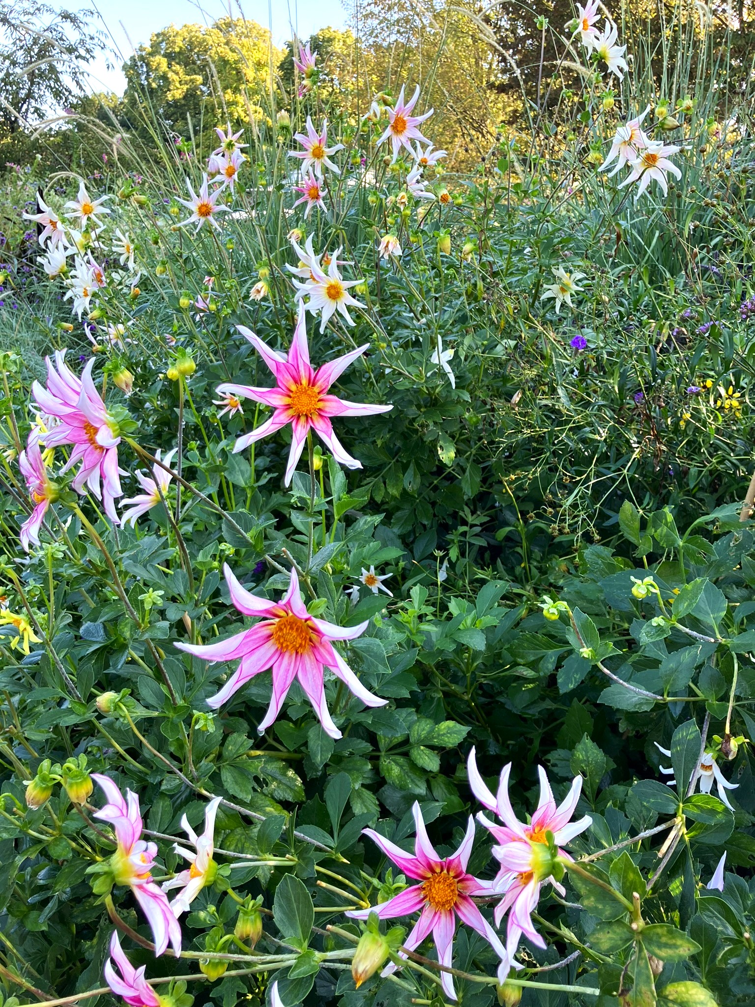 Sterndahlien bei der Bundesgartenschau 2023 in Mannheim